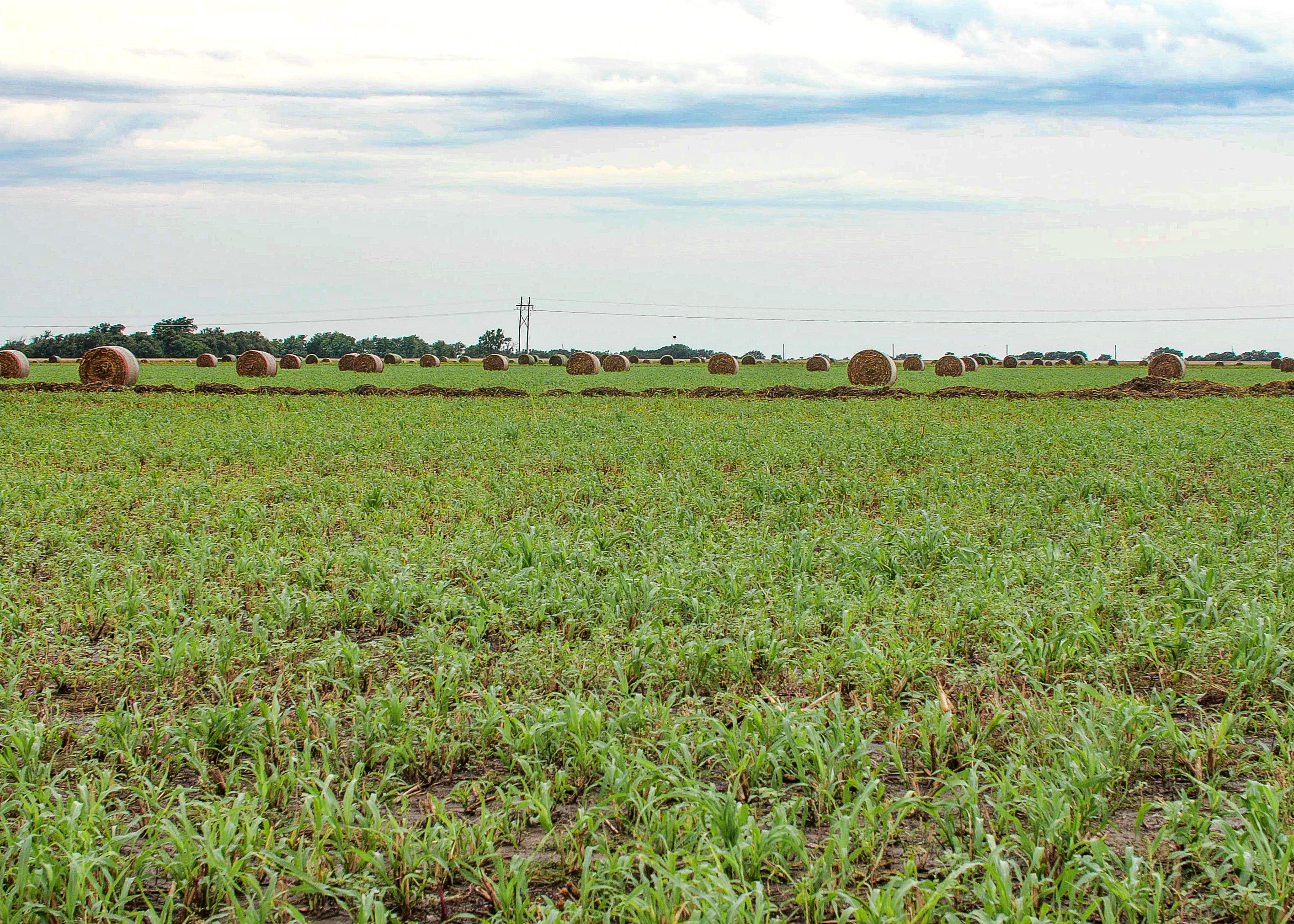 Indigo Ag has received $1.5 million from Google for regenerative